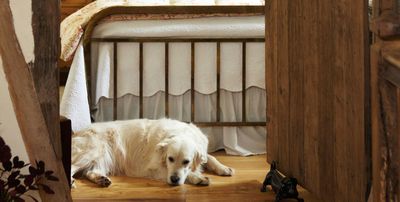 Dog-friendly B&Bs