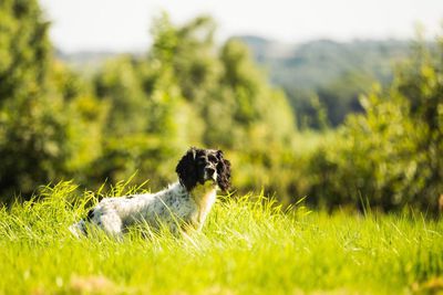 Dog-friendly places in Wales