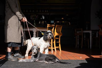 Dog-friendly pubs