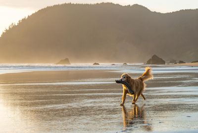 Best dog-friendly beach breaks