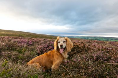 Five reasons to visit Pembrokeshire with your dog