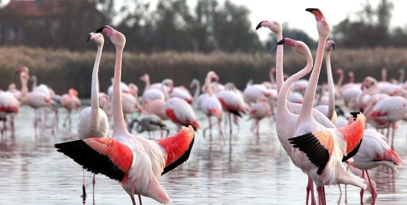 Europe’s top wildlife experiences