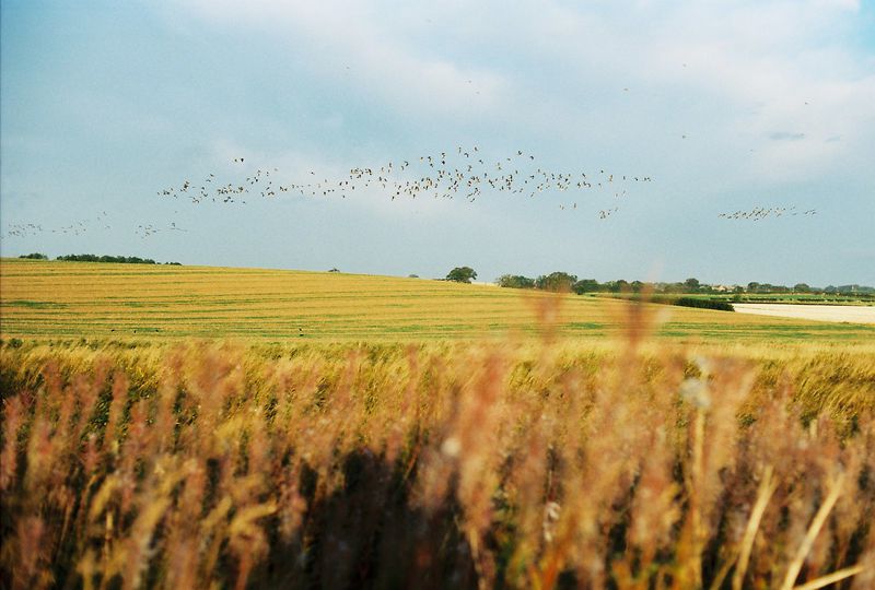 Slow Guide to Northumberland