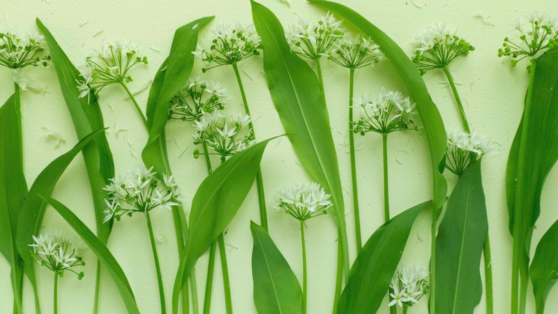 Our simple guide to foraging