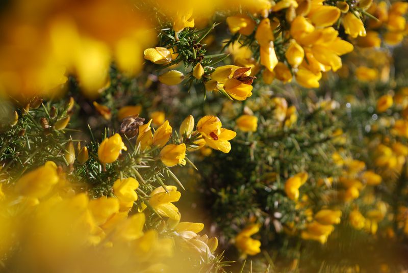 Tia’s nettle and gorse cake recipe