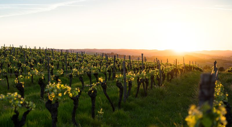 A guide to the French wine regions