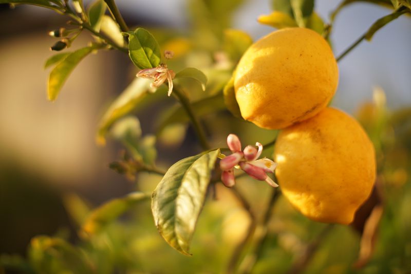 Traditional Spanish lemon cake