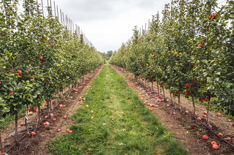 Five UK foodie experiences for autumn