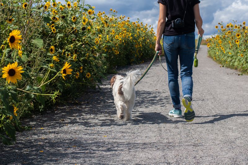 20 of the best dog-friendly alternatives to motorway services