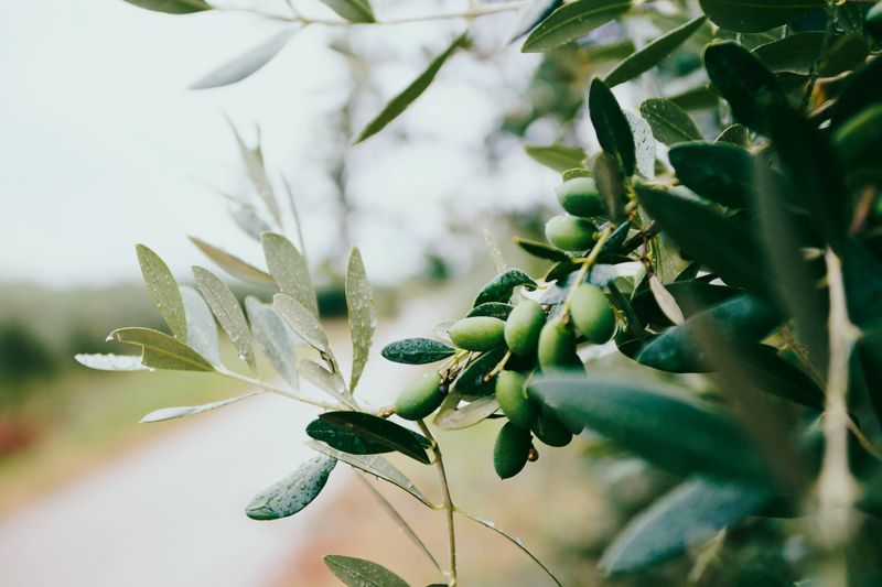 A local’s guide to the autumn harvest in Europe